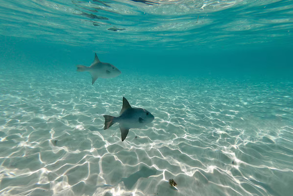 Arrecifes de Cozumel National Park near Dreams Cozumel Cape Resort & Spa with vibrant coral reefs and Caribbean waters